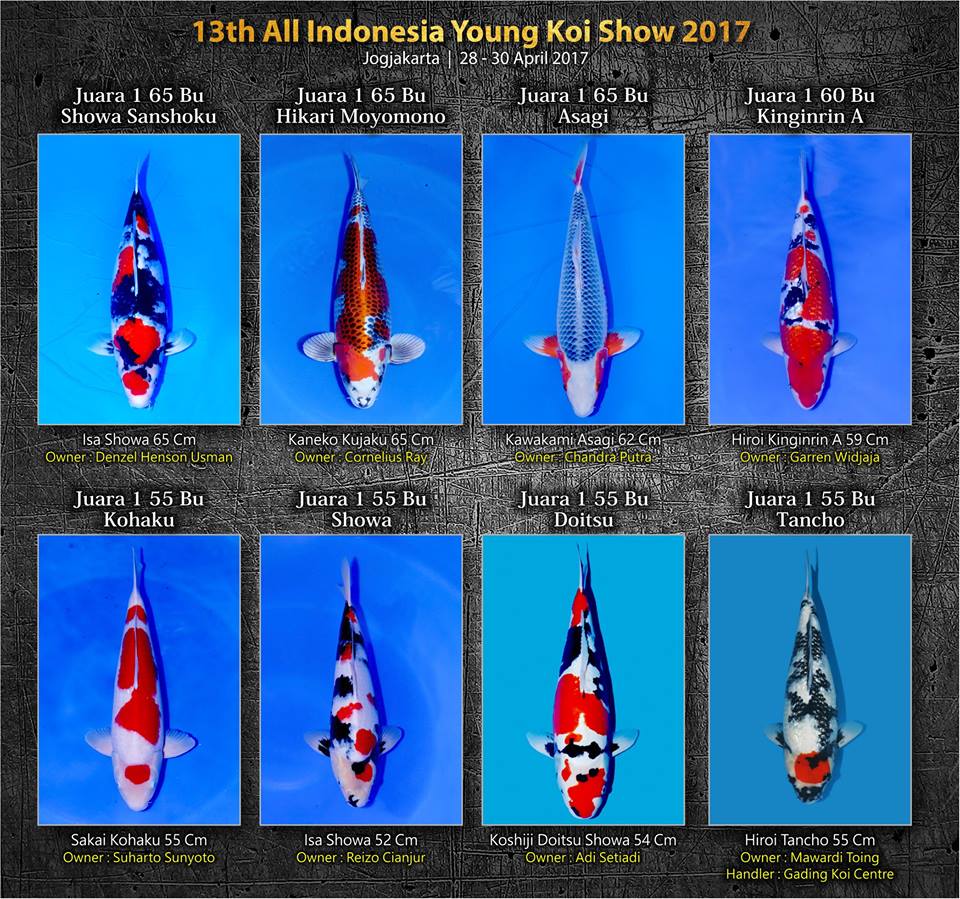 All Indonesia Young Koi Show 2017