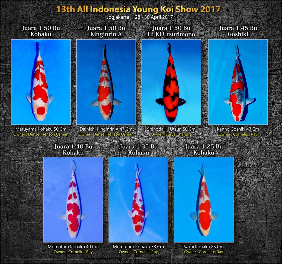 all indonesia young koi show